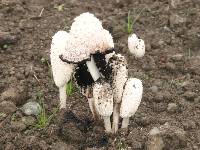 Coprinus comatus image