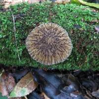 Pluteus readiarum image