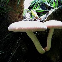 Agrocybe parasitica image