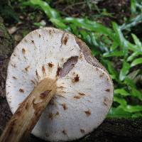 Agrocybe parasitica image