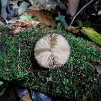 Pluteus readiarum image