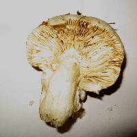 Russula amoenolens image