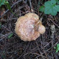 Paxillus involutus image