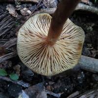 Armillaria novae-zelandiae image