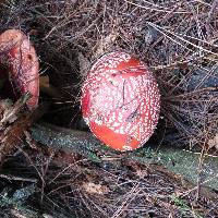 Amanita muscaria image