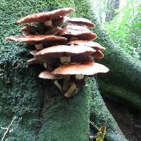 Agrocybe parasitica image