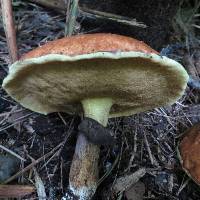 Suillus luteus image