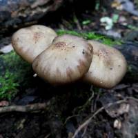 Armillaria novae-zelandiae image