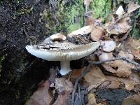 Amanita nothofagi image