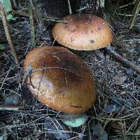 Suillus luteus image