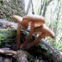 Armillaria novae-zelandiae image