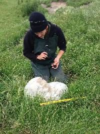 Calvatia gigantea image