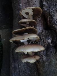 Agrocybe parasitica image