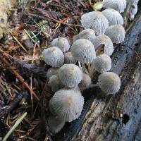 Coprinellus disseminatus image