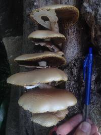 Agrocybe parasitica image