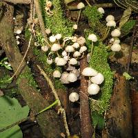 Coprinellus disseminatus image