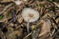 Coprinopsis lagopus image