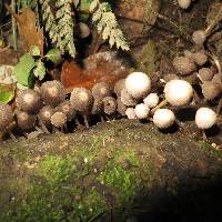 Coprinellus disseminatus image