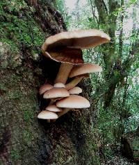 Agrocybe parasitica image