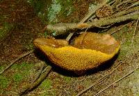 Suillus lakei image