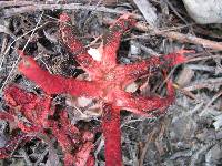 Clathrus archeri image