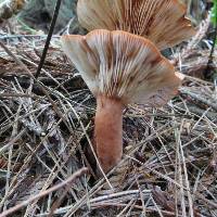 Lactarius rufus image