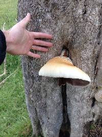 Agrocybe parasitica image