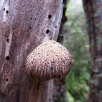 Polyporus hypomelanus image