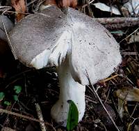 Tricholoma terreum image