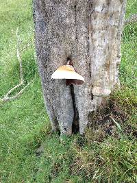 Agrocybe parasitica image