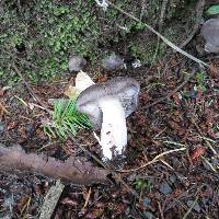 Tricholoma terreum image