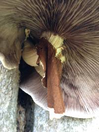 Agrocybe parasitica image