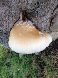 Agrocybe parasitica image