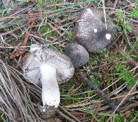 Tricholoma terreum image