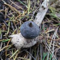 Geastrum pectinatum image