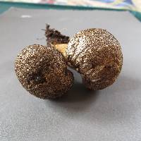 Lycoperdon perlatum image