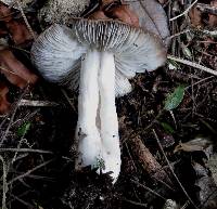 Tricholoma terreum image