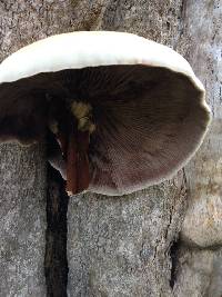 Agrocybe parasitica image