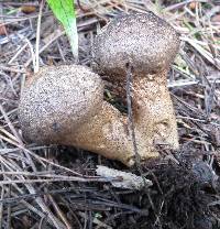 Lycoperdon perlatum image