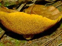 Suillus lakei image