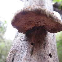 Polyporus hypomelanus image