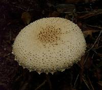 Amanita pareparina image