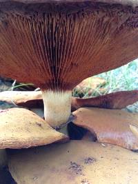 Gymnopilus junonius image