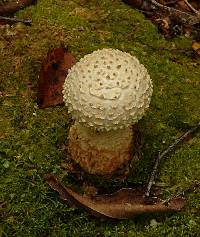 Amanita pareparina image