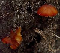 Hygrocybe cavipes image