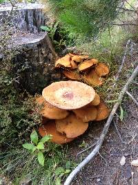 Gymnopilus junonius image