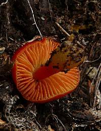 Hygrocybe cavipes image