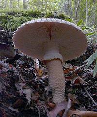 Amanita pareparina image