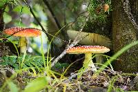 Amanita muscaria image