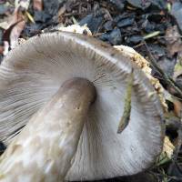 Amanita pekeoides image